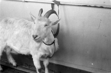 Mascotte Kees de Bok, Bestanddeelnr 91-3-4