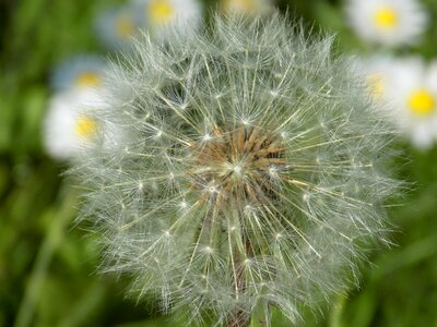 Nature spring weed