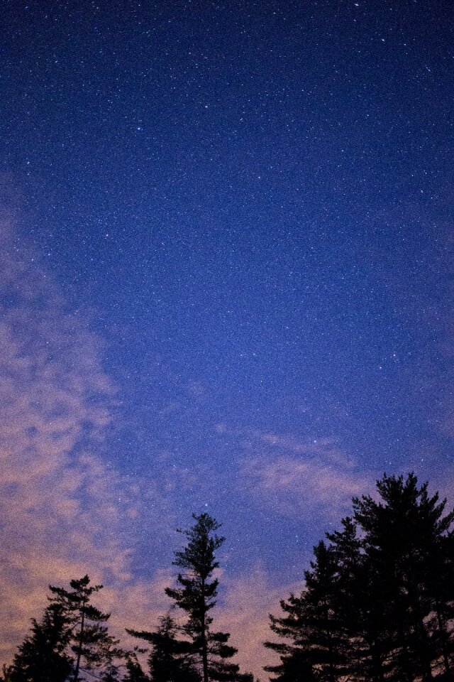 Sky stars trees