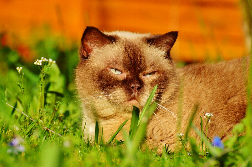 Cat thoroughbred mieze