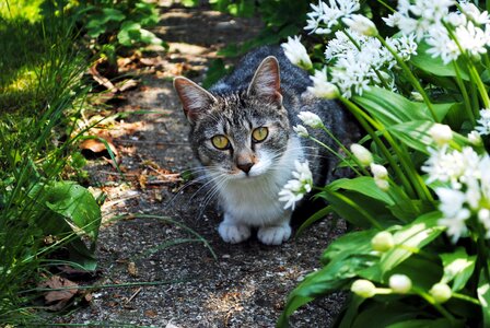 Animal cute staring photo