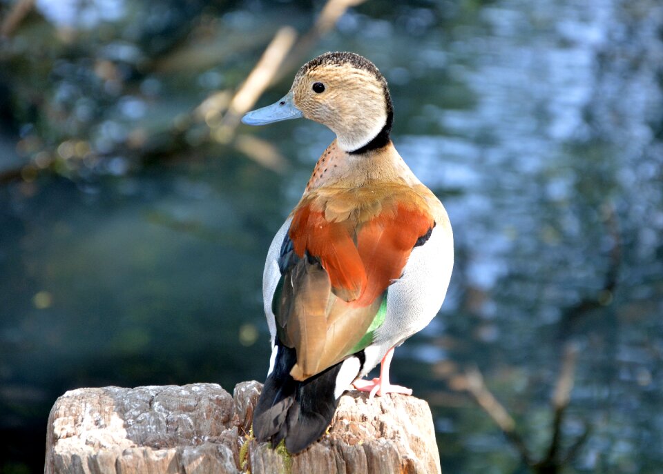 Colours swimming feathered bird