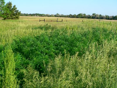 Marijuana, Buffalo County, Nebraska, 2017-06-02