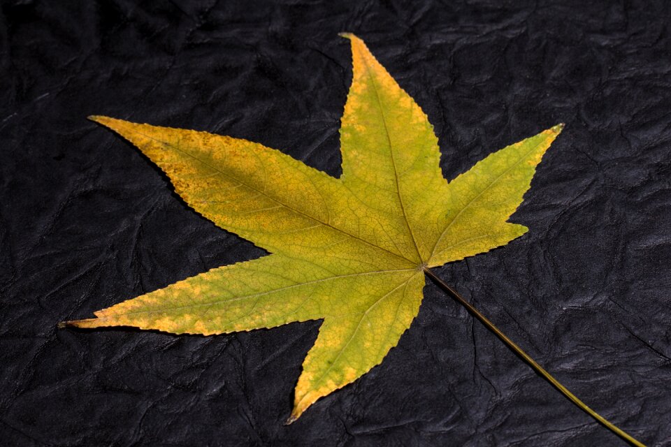 Fall leaves background leaves