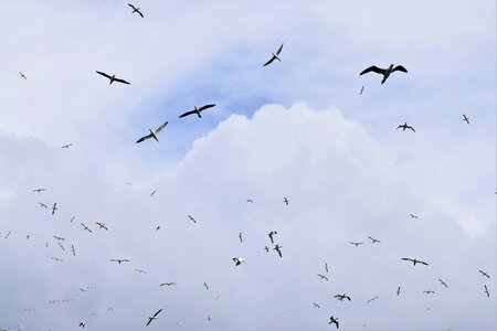 Seabird gannet wildlife photo