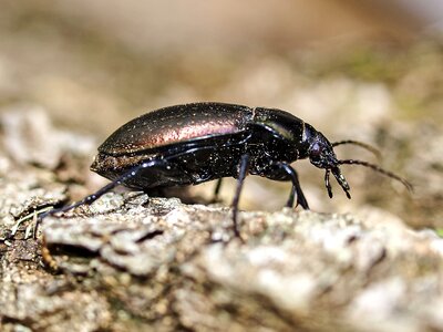 Insect nature animal