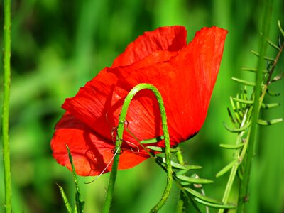 Poppy green flowers photo