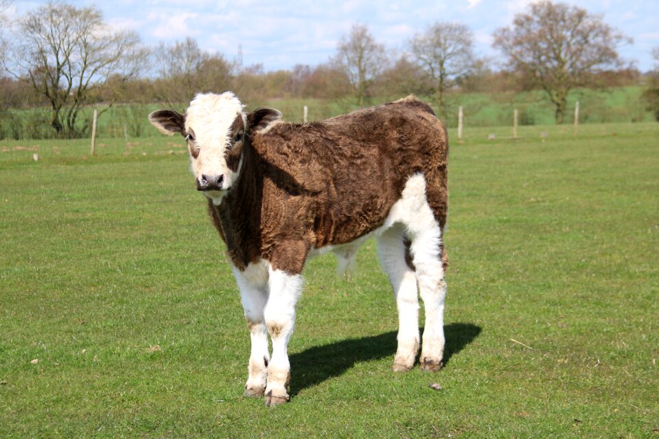 Animal cow agriculture