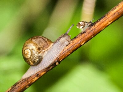 Leaves snail nature animal