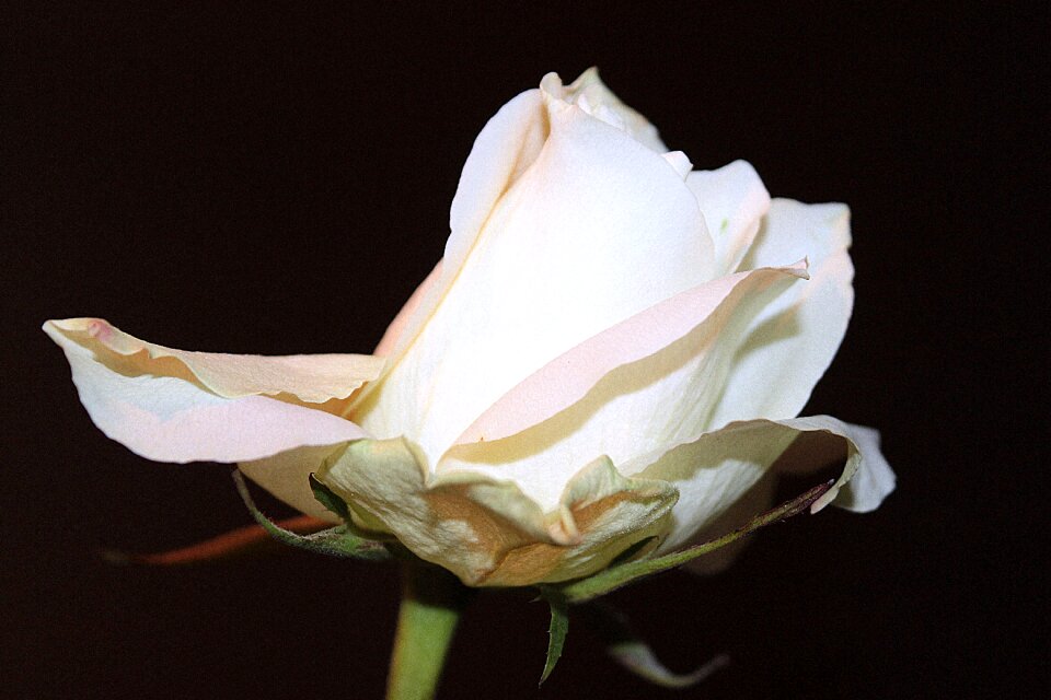 Bloom rose bloom love
