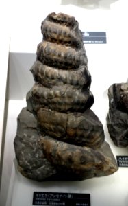 Mariella lewesiensis - National Museum of Nature and Science, Tokyo - DSC06993