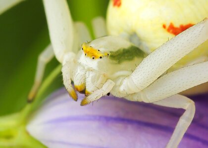 Insect arthropods fauna