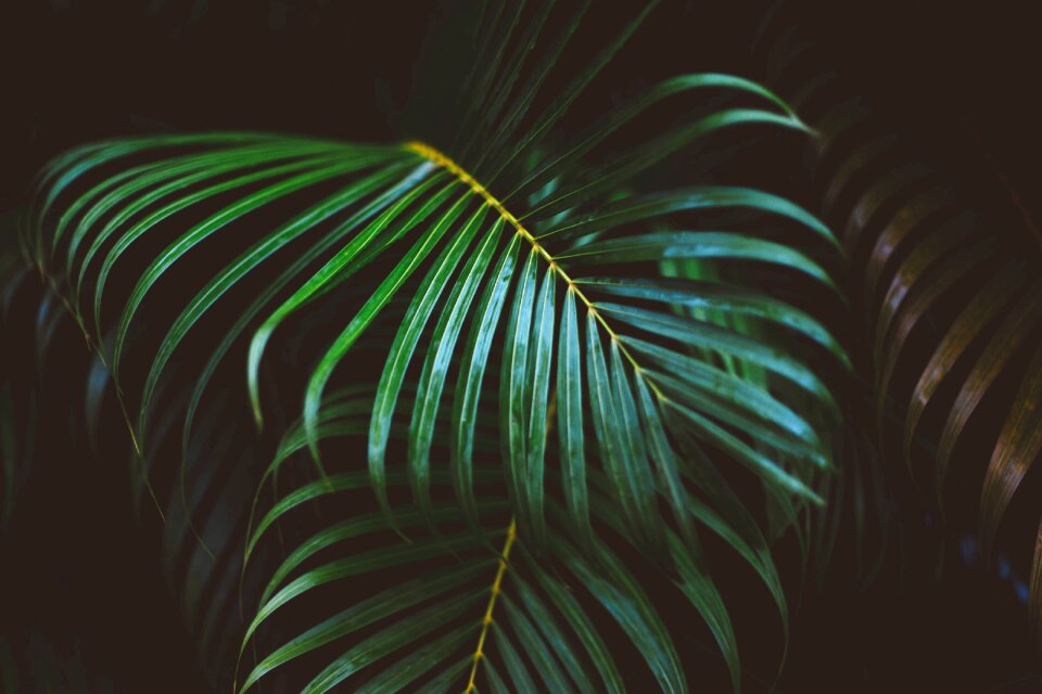Nature plant fern