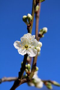 Flora branch blooming