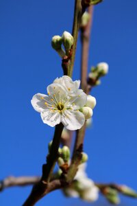 Flora branch blooming photo