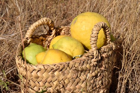 Citrus fruits yellow nature