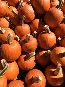 Orange autumn holiday