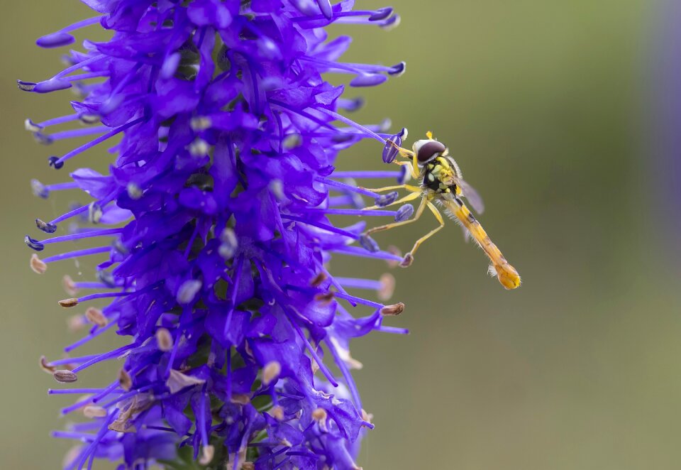 Summer flying insect blue flower