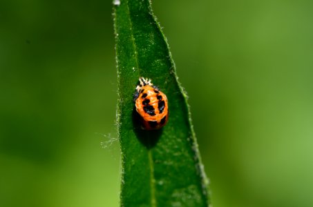 Marienkäfer Puppe