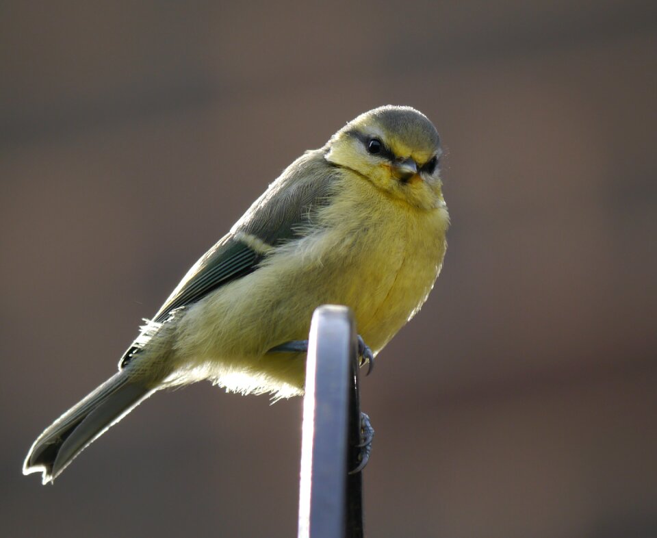 Wildlife cute nature