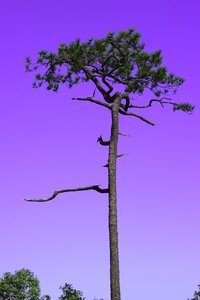 Cliff sky two pine