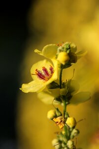 Meadow nature orchids that produce pollinia photo