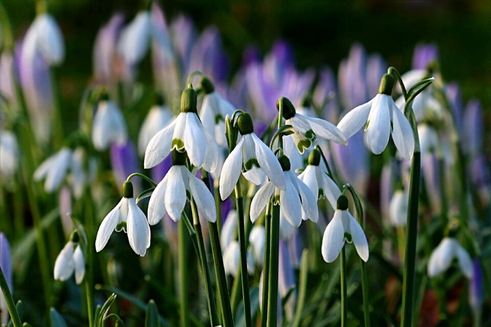 Galanthus white green spring