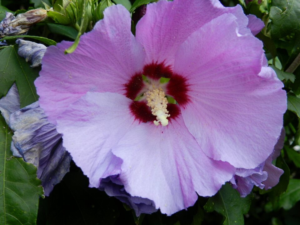 Garden purple violet