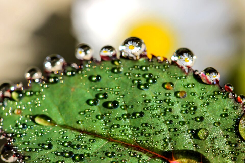 Reflection flower foliage