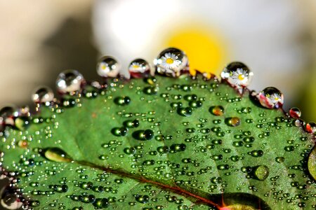 Reflection flower foliage