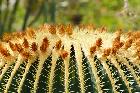 Prickly plant thorns photo