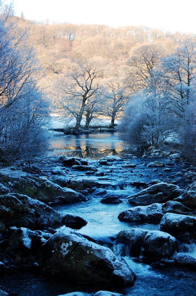 Blue white trees