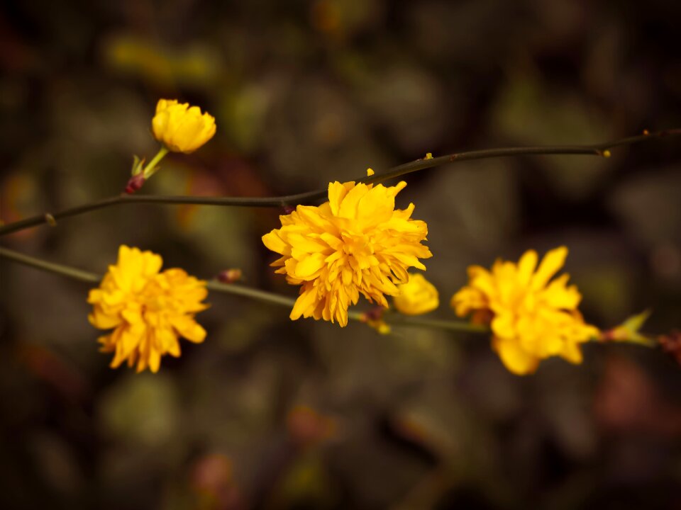 Japanese kerrie plant flower