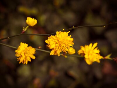 Japanese kerrie plant flower
