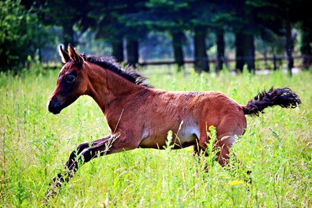 Brown mold pasture gallop