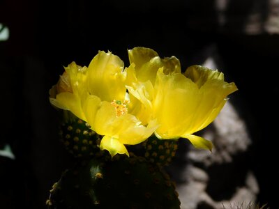 Nature garden succulent photo