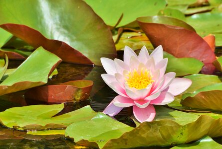 Water rose nuphar lutea pond plant photo