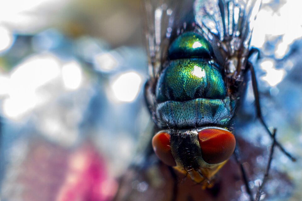 Macro macro photo macro photography