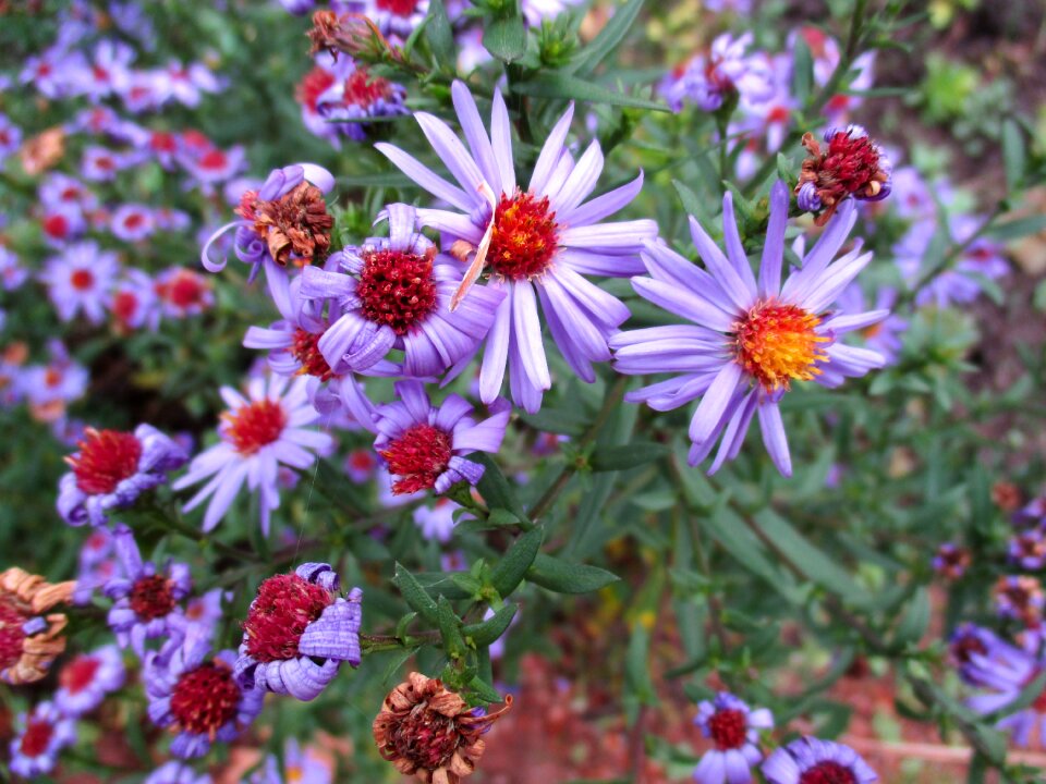 Plant autumn purple