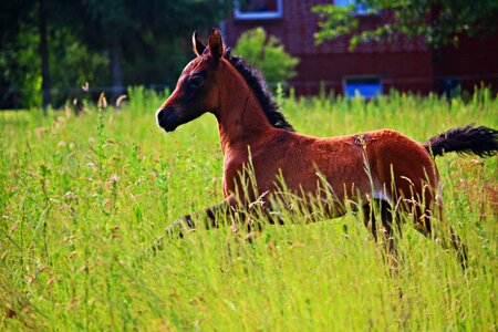 Brown mold pasture gallop