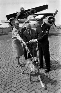 Marine schenkt blindengeleidehond, mevrouw mr. A. Groen Korthof neemt boxer in o, Bestanddeelnr 917-8551