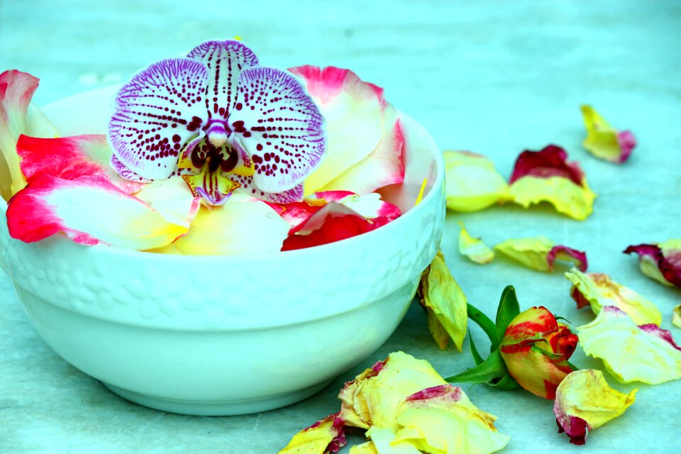 Orchid rose petals rose plate