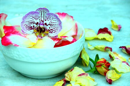 Orchid rose petals rose plate photo