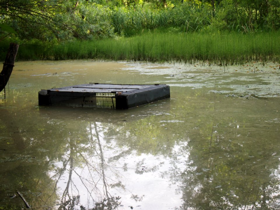 Markt Irsee, Weiher am Forstanger (Lotti-Weiher) (05)