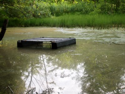 Markt Irsee, Weiher am Forstanger (Lotti-Weiher) (05)
