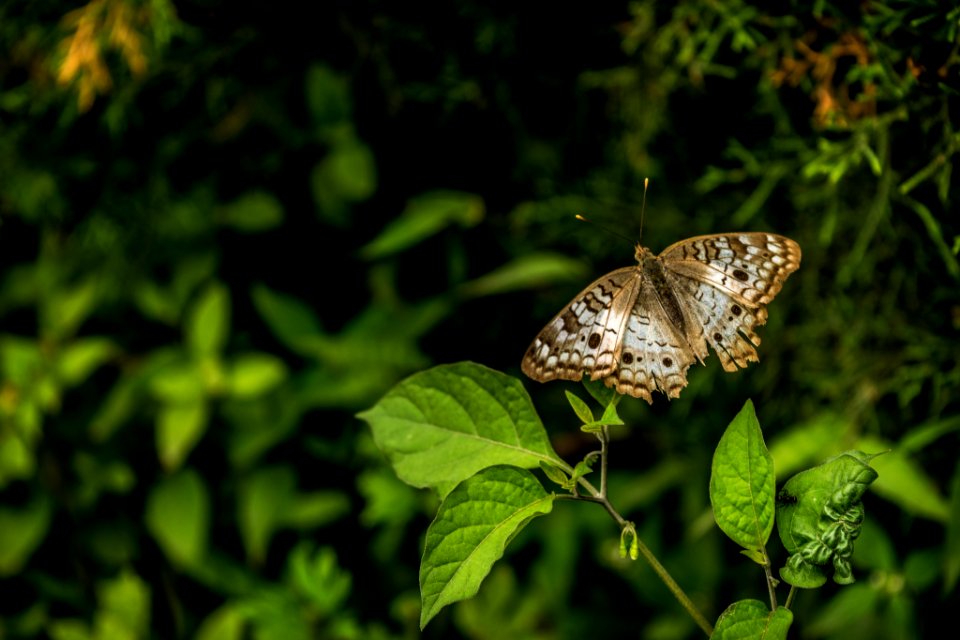 Mariposas (223262111)
