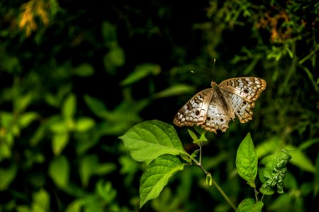 Mariposas (223262111)