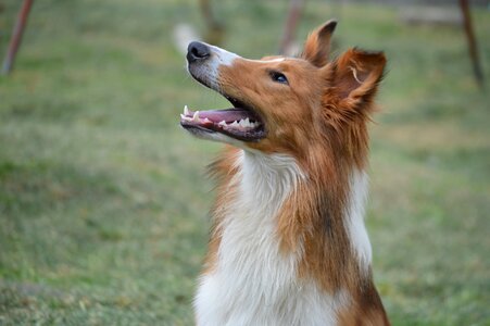 Pet dog pastor