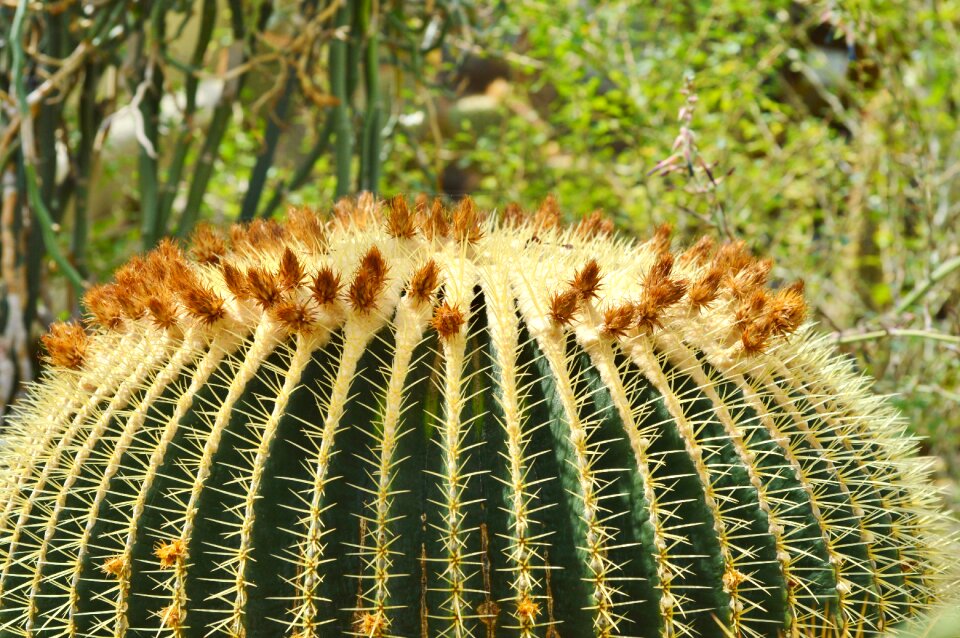 Prickly plant thorns