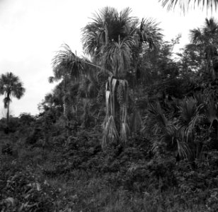 Maripapalmen in het Surinaamse oerwoud, Bestanddeelnr 252-5838